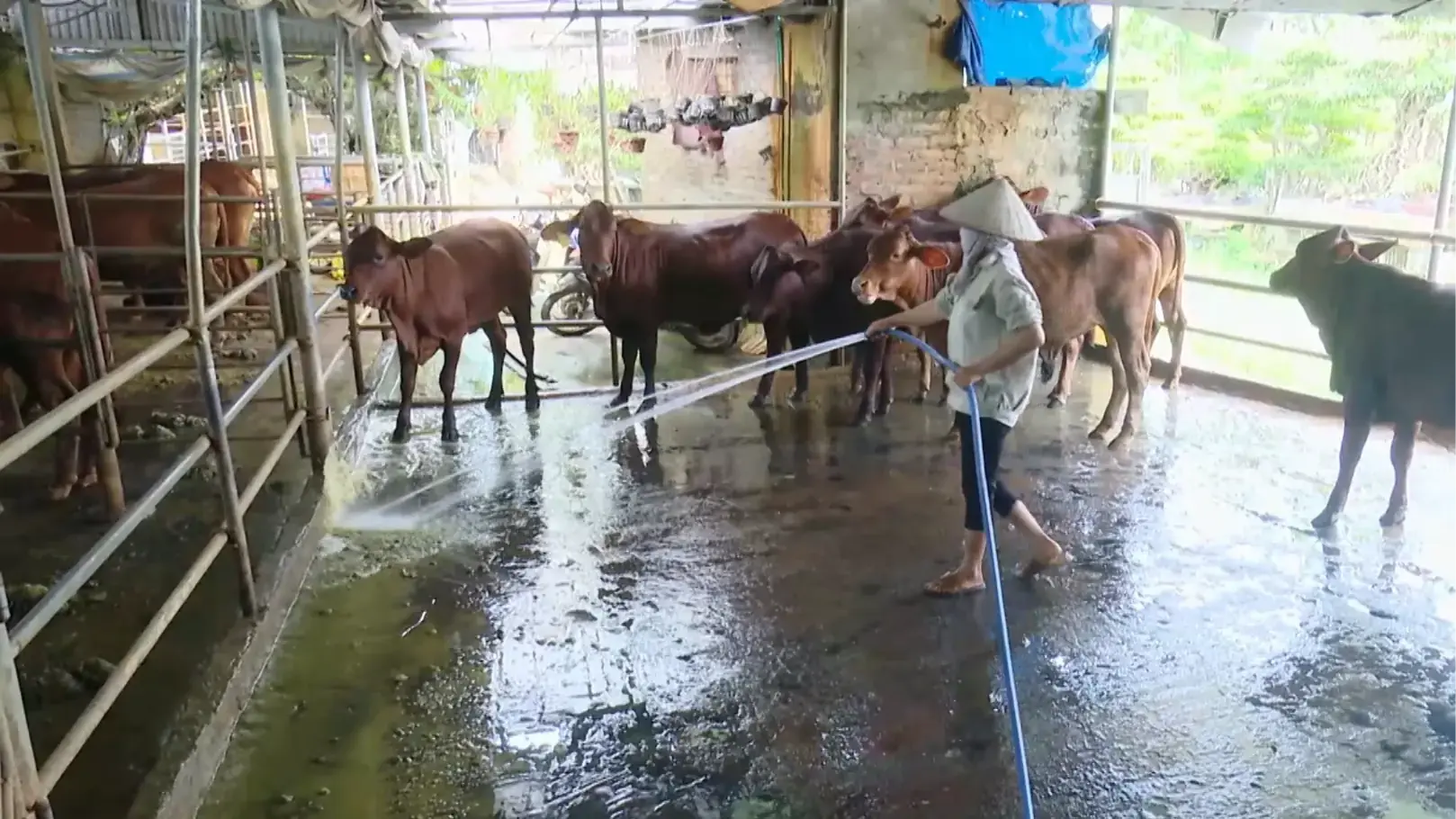 Từ khí thải thành tài nguyên - mô hình chăn nuôi tuần hoàn | Chuyển đổi xanh | 14/12/2025